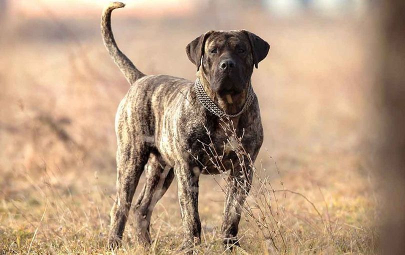 Primary image of Perro de Presa Canario dog breed