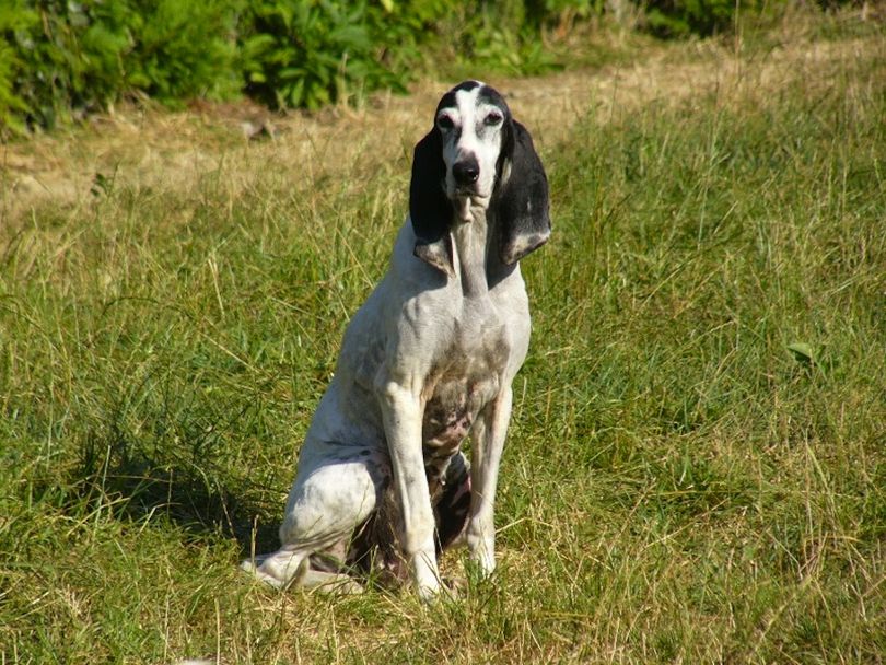 Primary image of Ariegeois dog breed