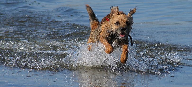 Primary image of Border Terrier dog breed