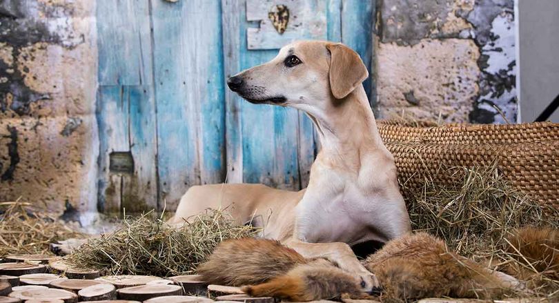 Primary image of Sloughi dog breed
