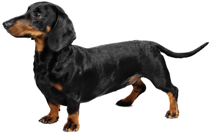 Primary image of Dachshund dog breed