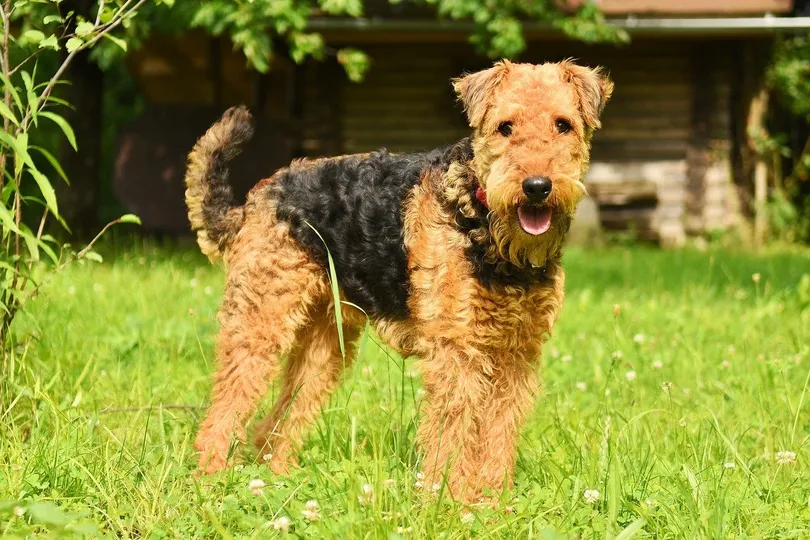 Primary image of Airedale Terrier dog breed
