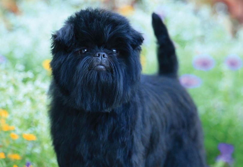Primary image of Affenpinscher dog breed