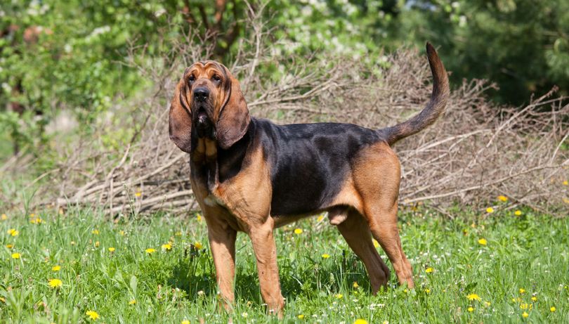 Primary image of Bloodhound dog breed