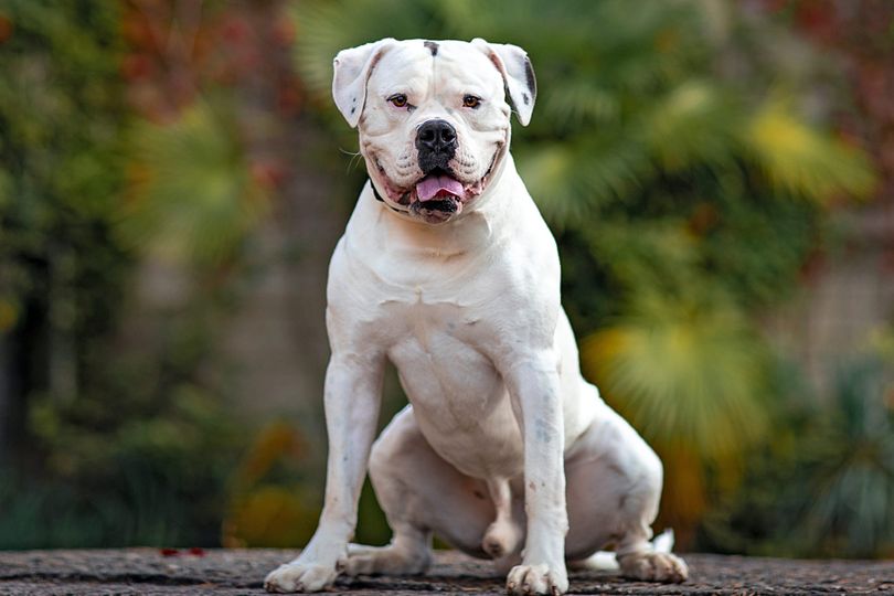 Primary image of American Bulldog dog breed