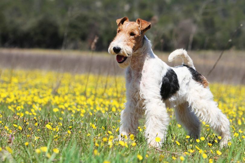 Primary image of Wire Hair Fox Terrier dog breed