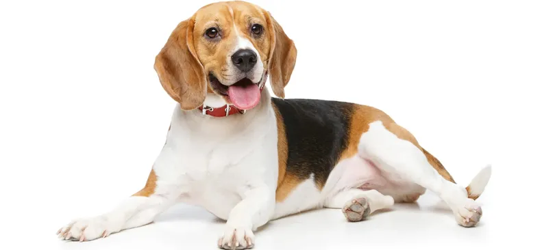 Primary image of Beagle dog breed