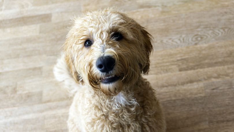 Primary image of Labradoodle dog breed