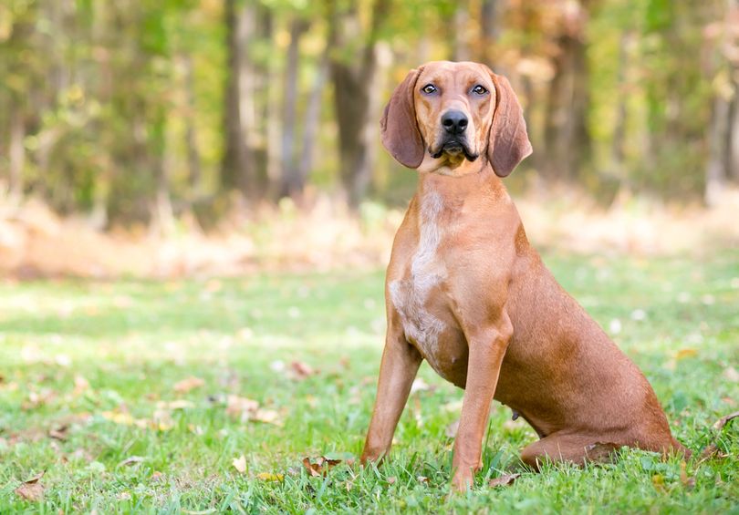 Primary image of Redbone Coonhound dog breed