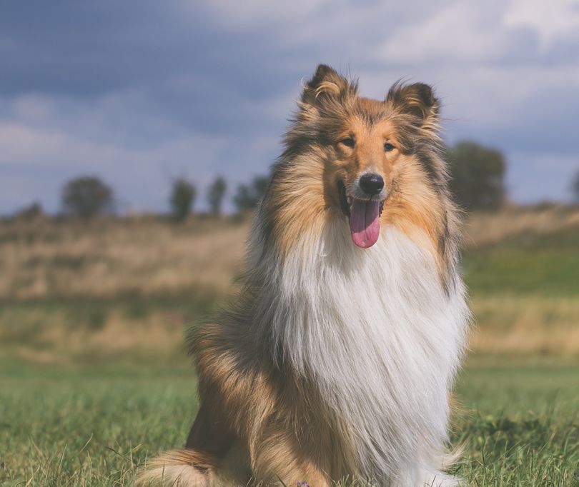 Primary image of Collie dog breed