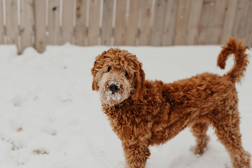 Primary image of Goldendoodle dog breed