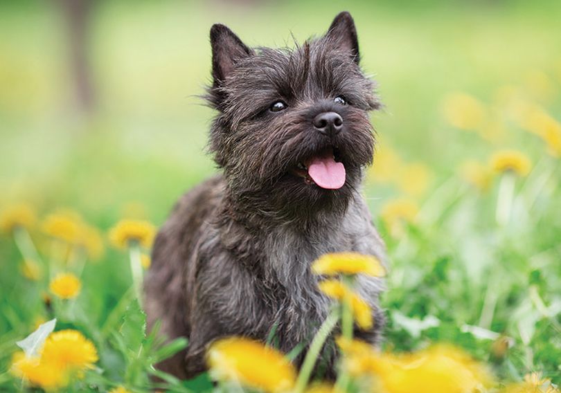 Primary image of Cairn Terrier dog breed