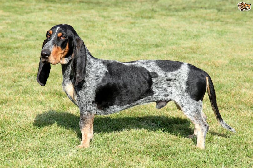 Primary image of Basset Bleu De Gascogne dog breed