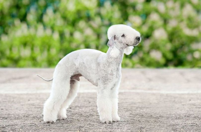 Primary image of Bedlington Terrier dog breed