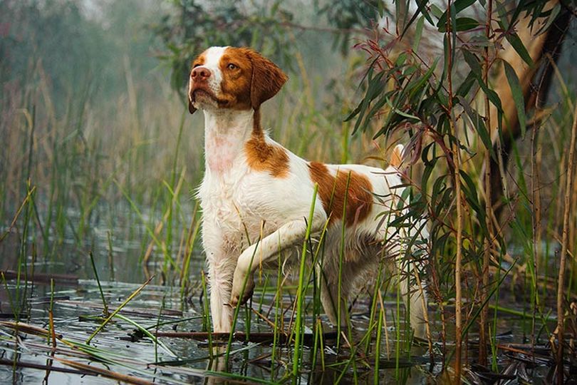 Primary image of Brittany dog breed