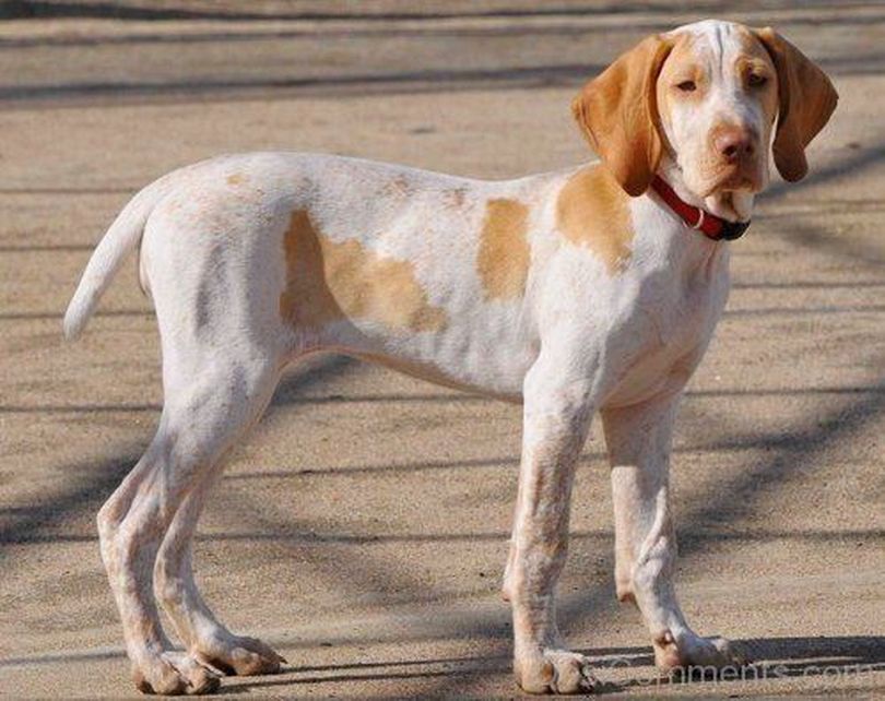 Primary image of Ariege Pointer dog breed