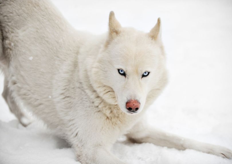 Primary image of Siberian Husky dog breed