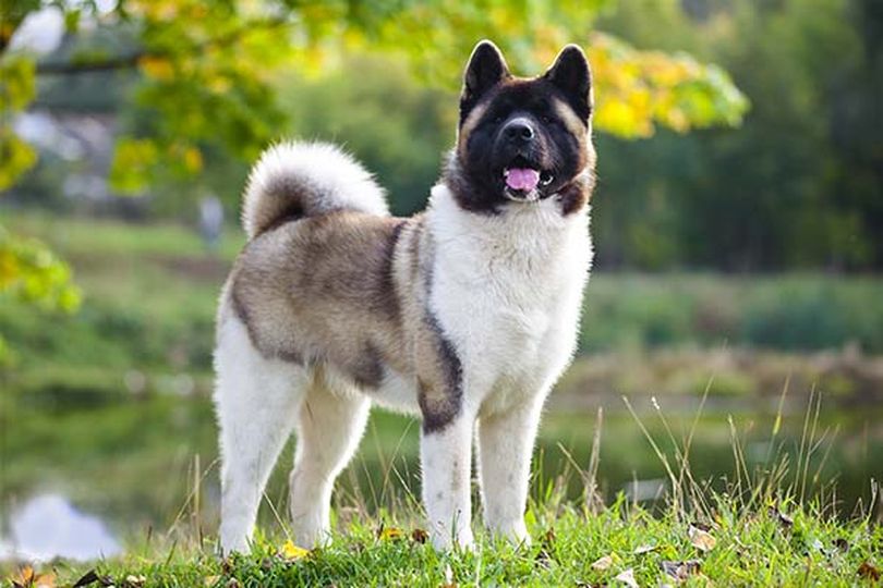 Primary image of Akita dog breed