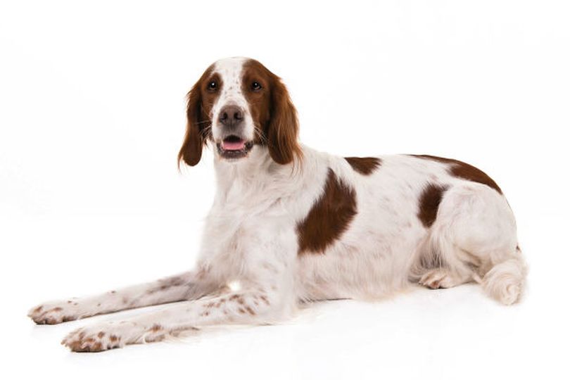 Primary image of Irish Red and White Setter dog breed