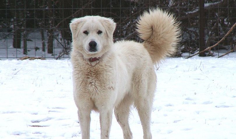 Primary image of Akbash Dog dog breed