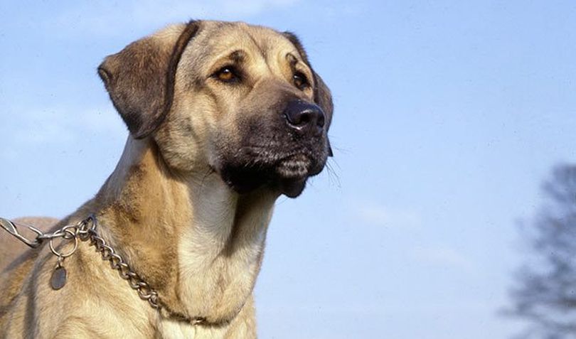Primary image of Anatolian Shepherd Dog dog breed
