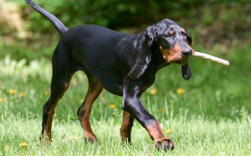 Primary image of Black And Tan Coonhound dog breed