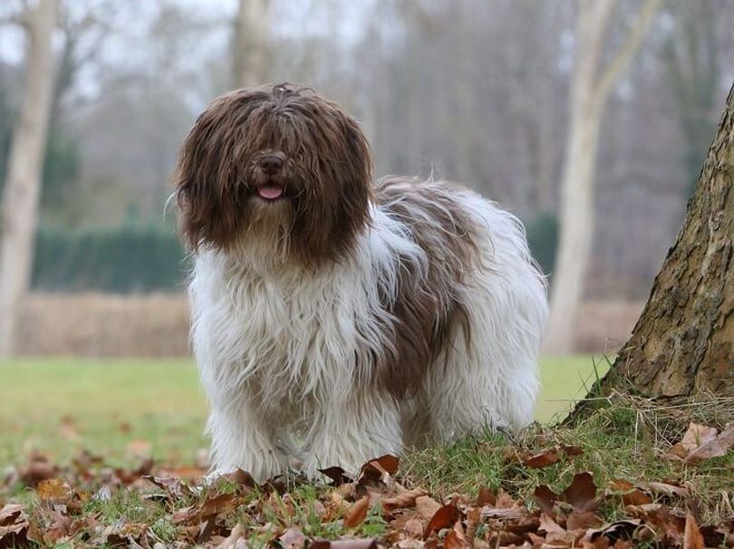 Primary image of Schapendoes dog breed