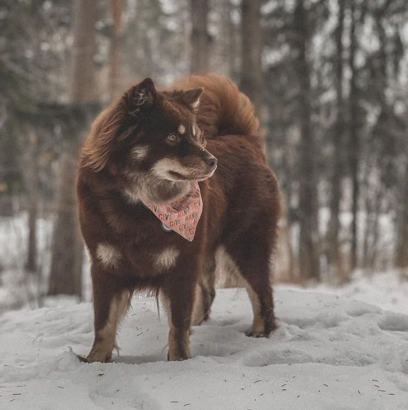 Primary image of Finnish Lapphund dog breed