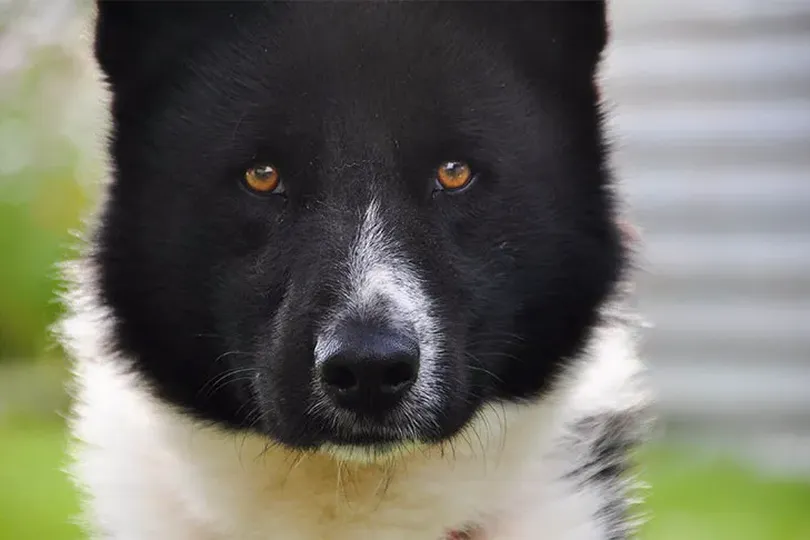 Primary image of Karelian Bear Dog dog breed