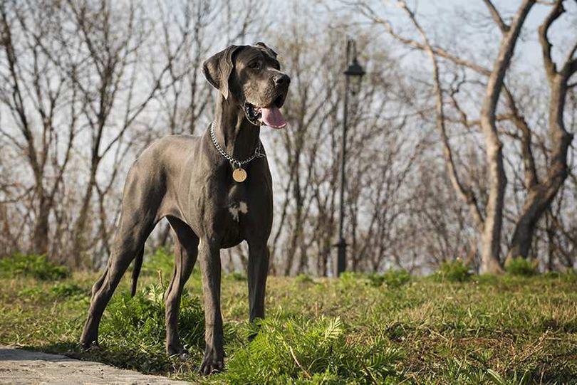 Primary image of Great Dane dog breed