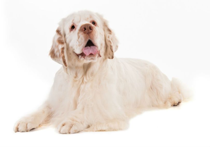 Primary image of Clumber Spaniel dog breed