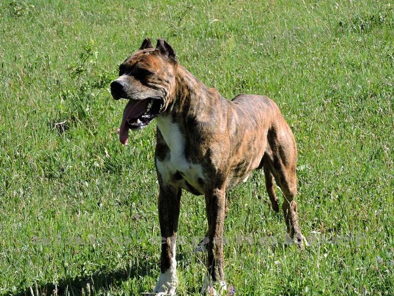 Primary image of Alano Espanol dog breed