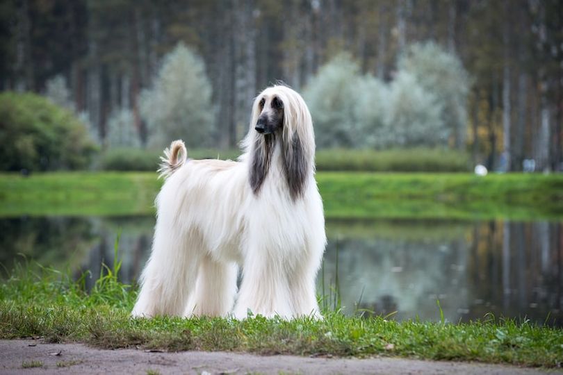 Primary image of Afghan Hound dog breed