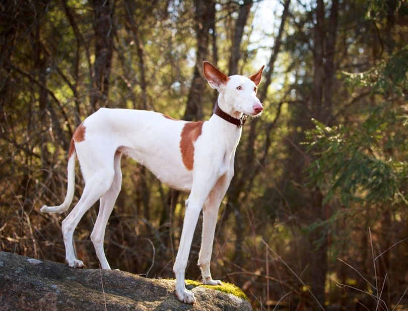 Primary image of Ibizan Hound dog breed