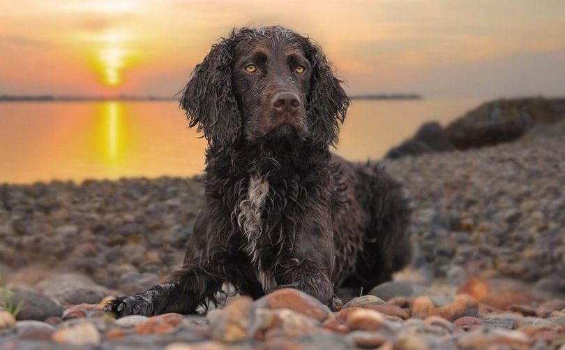 Primary image of American Water Spaniel dog breed