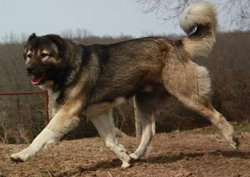 Primary image of Armenian Gampr Dog dog breed