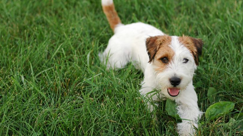 Primary image of Jack Russell Terrier dog breed