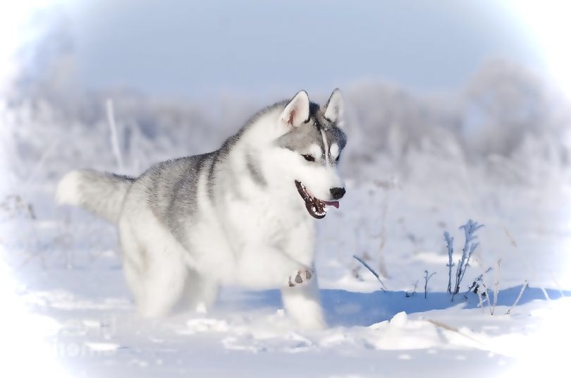 Primary image of Siberian Husky dog breed