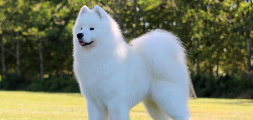 Primary image of Samoyed dog breed