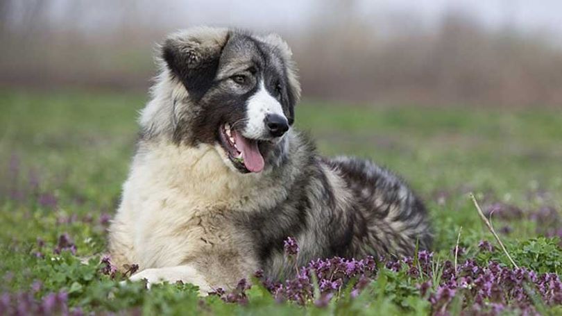 Primary image of Carpathian Shepherd Dog dog breed