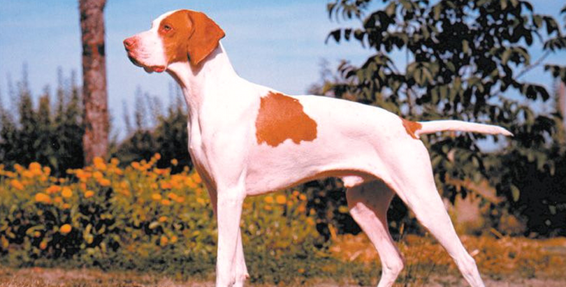 Primary image of Braque Saint-Germain dog breed