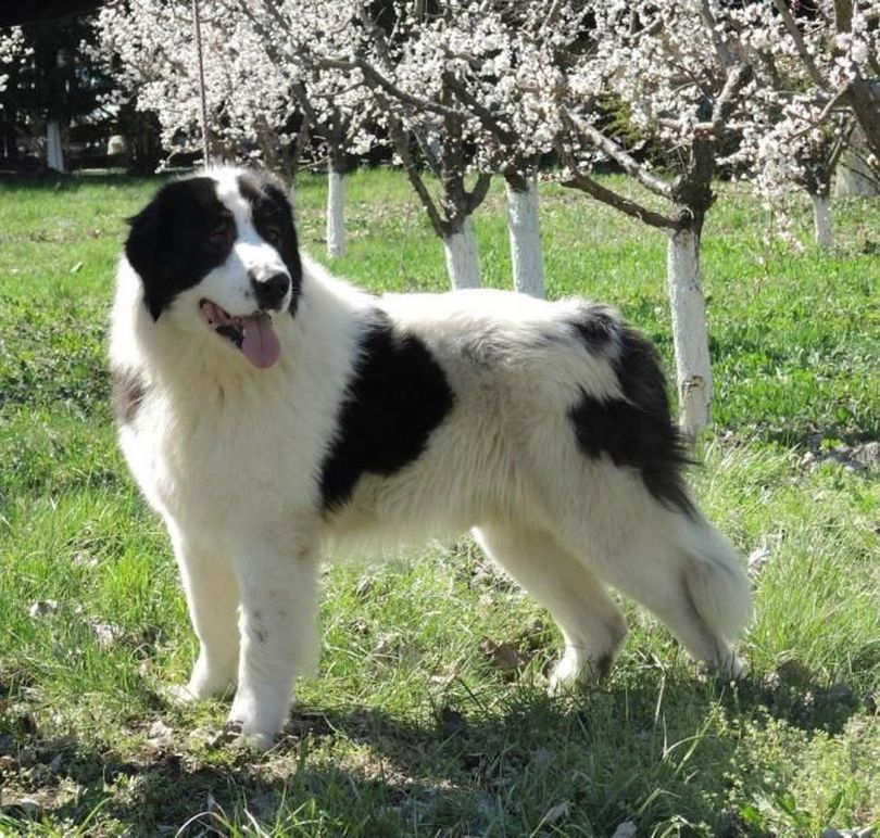 Primary image of Bucovina Shepherd Dog dog breed
