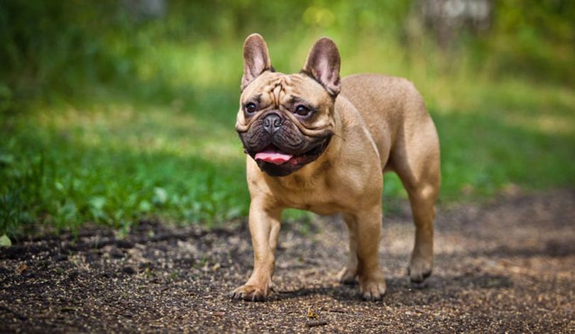 Primary image of French Bulldog dog breed