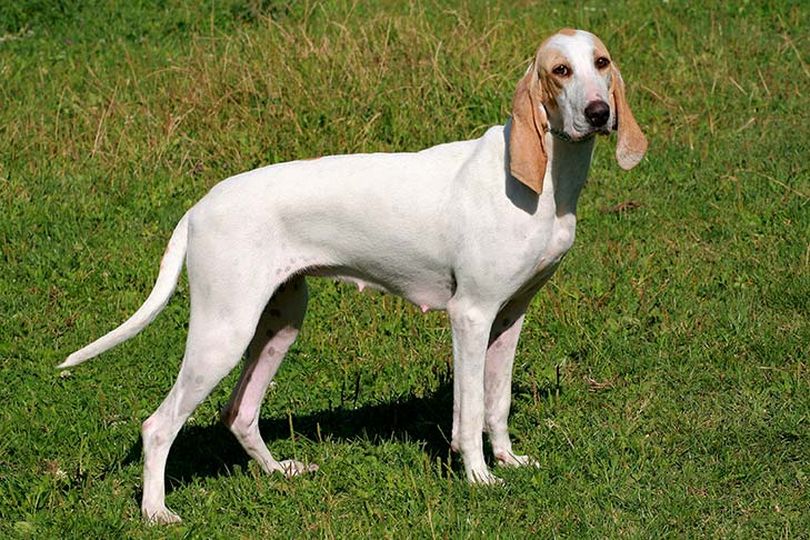 Primary image of Billy dog breed