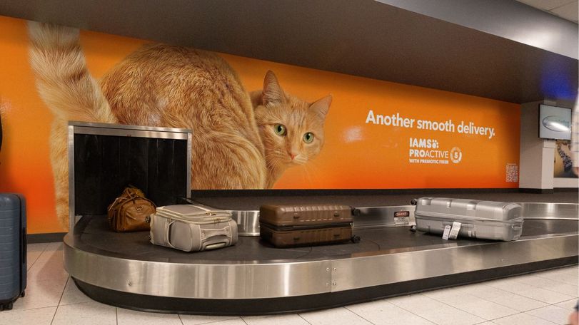 IAMS Cat: "Another smooth delivery" on an airport baggage claim