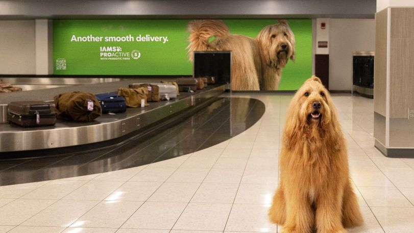 IAMS Smooth Deliveries