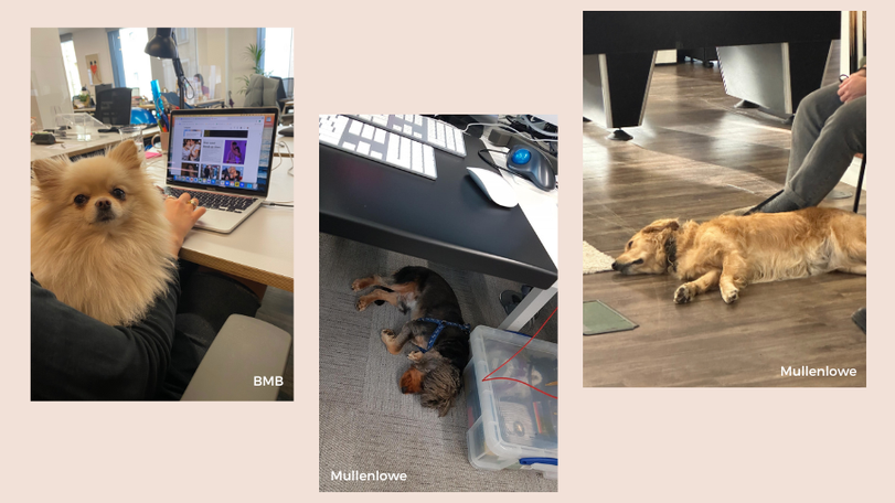 Doggos in Office