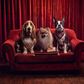Three dogs on a red sofa with a box of Rennies
