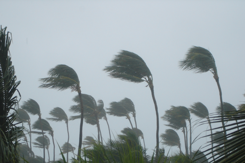 Trees being buffeted by a storm.