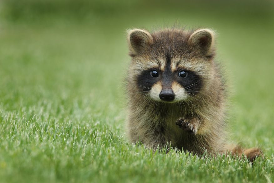 Baby Animal Ribon Baby raccoon | Free virtual background | WebinarGeek